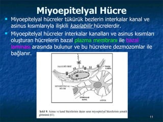 Miyoepitelyal Hücre Miyoepitelyal hücreler tükürük bezlerin interkalar kanal ve asinus kısımlarıyla ilişkili  kasılabilir  hücrelerdir.  Miyoepitelyal hücreler interkalar kanalları ve asinus kısımları oluşturan hücrelerin bazal  plazma membranı  ile  bazal   laminası  arasında bulunur ve bu hücrelere dezmozomlar ile bağlanır. 