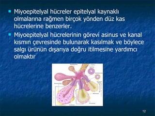 Miyoepitelyal hücreler epitelyal kaynaklı olmalarına rağmen birçok yönden düz kas hücrelerine benzerler. Miyoepitelyal hücrelerinin görevi asinus ve kanal kısmın çevresinde bulunarak kasılmak ve böylece salgı ürünün dışarıya doğru itilmesine yardımcı olmaktır 