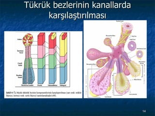 Tükrük bezlerinin kanallarda 첹şışııı 