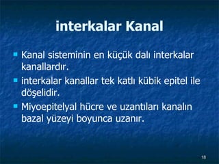 interkalar Kanal Kanal sisteminin en küçük dalı interkalar kanallardır. interkalar kanallar tek katlı kübik epitel ile döşelidir.  Miyoepitelyal hücre ve uzantıları kanalın bazal yüzeyi boyunca uzanır. 