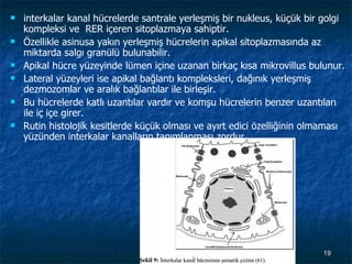 interkalar kanal hücrelerde santrale yerleşmiş bir nukleus, küçük bir golgi kompleksi ve  RER içeren sitoplazmaya sahiptir.  Özellikle asinusa yakın yerleşmiş hücrelerin apikal sitoplazmasında az miktarda salgı granülü bulunabilir. Apikal hücre yüzeyinde lümen içine uzanan birkaç kısa mikrovillus bulunur.  Lateral yüzeyleri ise apikal bağlantı kompleksleri, dağınık yerleşmiş dezmozomlar ve aralık bağlantılar ile birleşir.  Bu hücrelerde katlı uzantılar vardır ve komşu hücrelerin benzer uzantıları ile iç içe girer.  Rutin histolojik kesitlerde küçük olması ve ayırt edici özelliğinin olmaması yüzünden interkalar kanalların tanımlanması zordur 