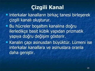 Çizgili Kanal interkalar kanalların birkaç tanesi birleşerek çizgili kanalı oluşturur. Bu hücreler boşaltım kanalına doğru ilerledikçe basit kübik yapıdan prizmatik yapıya doğru değişim gösterir. Kanalın çapı asinusdan büyüktür. Lümeni ise interkalar kanallara ve asinuslara oranla daha geniştir. 
