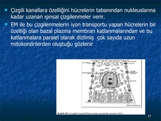 Çizgili kanallara özelliğini hücrelerin tabanından nukleuslarına kadar uzanan ışınsal çizgilenmeler verir.  EM ile bu çizgilenmelerin iyon transportu yapan hücrelerin bir özelliği olan bazal plazma membran katlanmalarından ve bu katlanmalara paralel olarak dizilmiş  çok sayıda uzun mitokondrilerden oluştuğu gözlenir 