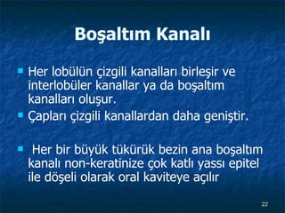Boşaltım Kanalı Her lobülün çizgili kanalları birleşir ve interlobüler kanallar ya da boşaltım kanalları oluşur. Çapları çizgili kanallardan daha geniştir. Her bir büyük tükürük bezin ana boşaltım kanalı non-keratinize çok katlı yassı epitel ile döşeli olarak oral kaviteye açılır 