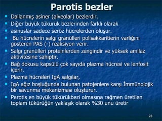 Parotis bezler Dallanmış asiner (alveolar) bezlerdir.  Diğer büyük tükürük bezlerinden farklı olarak asinuslar sadece seröz hücrelerden oluşur . Bu hücrelerin salgı granülleri polisakkaritierin varlığını gösteren PAS (-) reaksiyon verir.  Salgı granülleri proteinlerden zengindir ve yüksek amilaz aktivitesine sahiptir.  Bağ dokusu kapsülü çok sayıda plazma hücresi ve lenfosit içerir.  Plazma hücreleri IgA salgılar,  IgA ağız boşluğunda bulunan patojenlere karşı İmmünolojik bir savunma mekanizması oluşturur.  Parotis en büyük tükürükbezi olmasına rağmen üretilen toplam tükürüğün yaklaşık olarak %30 unu üretir 