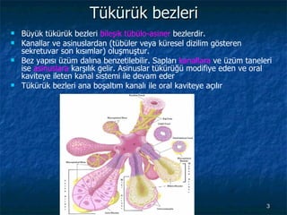 Tükürük bezleri Büyük tükürük bezleri  bileşik tübülo-asiner  bezlerdir.  Kanallar ve asinuslardan (tübüler veya küresel dizilim gösteren sekretuvar son kısımlar) oluşmuştur.  Bez yapısı üzüm dalına benzetilebilir. Sapları  kanallara  ve üzüm taneleri ise  asinuslara  karşılık gelir. Asinuslar tükürüğü modifiye eden ve oral kaviteye ileten kanal sistemi ile devam eder Tükürük bezleri ana boşaltım kanalı ile oral kaviteye açılır 