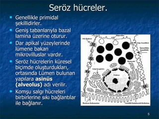 Seröz hücreler.  Genellikle primidal şekillidirler. Geniş tabanlarıyla bazal lamina üzerine oturur. Dar apikal yüzeylerinde lümene bakan mikrovilluslar vardır.  Seröz hücrelerin küresel biçimde oluşturdukları, ortasında Lümen bulunan yapılara  asinüs (alveolus)  adı verilir. Komşu salgı hücreleri birbirlerine sıkı bağlantılar ile bağlanır. 