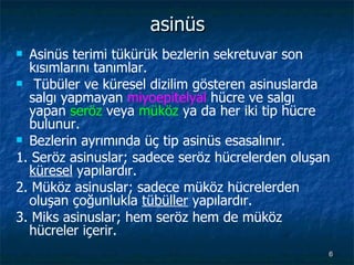 asinüs Asinüs terimi tükürük bezlerin sekretuvar son kısımlarını tanımlar. Tübüler ve küresel dizilim gösteren asinuslarda salgı yapmayan  miyoepitelyal  hücre ve salgı yapan  seröz  veya  müköz  ya da her iki tip hücre bulunur.  Bezlerin ayrımında üç tip asinüs esasalınır. 1. Seröz asinuslar; sadece seröz hücrelerden oluşan  küresel  yapılardır. 2. Müköz asinuslar; sadece müköz hücrelerden oluşan çoğunlukla  tübüller  yapılardır. 3. Miks asinuslar; hem seröz hem de müköz hücreler içerir. 