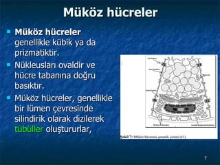 Müköz hücreler Müköz hücreler  genellikle kübik ya da prizmatiktir.  Nükleusları ovaldir ve hücre tabanına doğru basıktır.  Müköz hücreler, genellikle bir lümen çevresinde silindirik olarak dizilerek  tübüller  oluştururlar,  