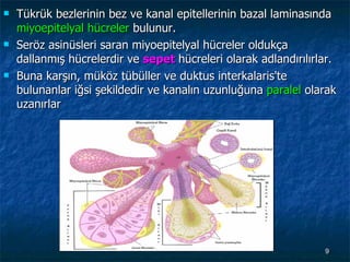 Tükrük bezlerinin bez ve kanal epitellerinin bazal laminasında  miyoepitelyal hücreler  bulunur.  Seröz asinüsleri saran miyoepitelyal hücreler oldukça dallanmış hücrelerdir ve  sepet   hücreleri olarak adlandırılırlar.  Buna karşın, müköz tübüller ve duktus interkalaris'te bulunanlar iğsi şekildedir ve kanalın uzunluğuna  paralel  olarak uzanırlar 
