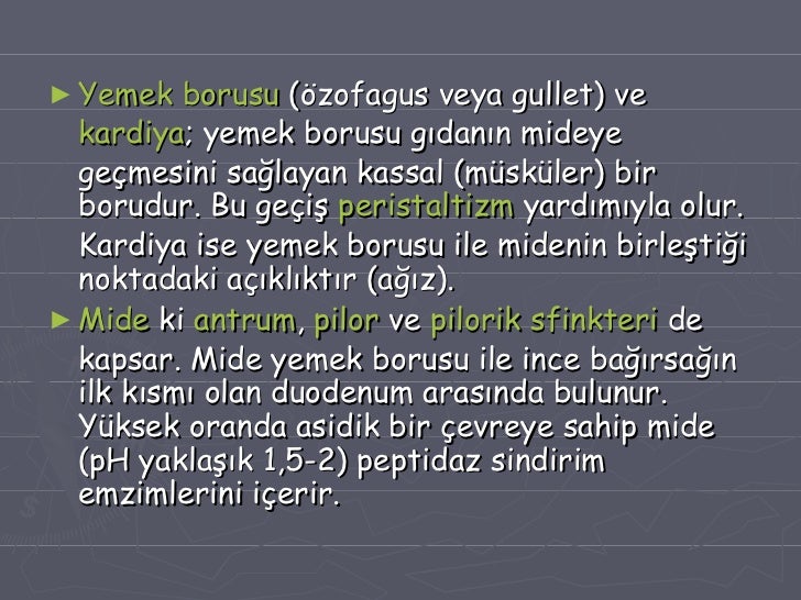 Sindirim Sistemi