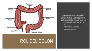 ROL DEL COLON
Capacidad de absorber
una amplia variedad de
substancias y nutrientes
- Vitaminas (B5, B6, B2, B1,
K)
- Minerales (calcio)
- Acidos grasos
 