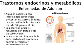 Enfermedad de Addison
 Algunos pacientes con
insuficiencia adrenérgica
presentan malabsorción grasa,
con excreción de la misma en
más de 30 gramos al día.
 La absorción grasa se
regulariza con tratamiento
glucocorticoide.
 La variante autoinmune de la
enfermedad está asociada a
anemia perniciosa y
 