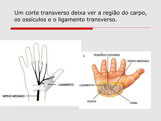 Um corte transverso deixa ver a região do carpo,
os ossículos e o ligamento transverso.
 