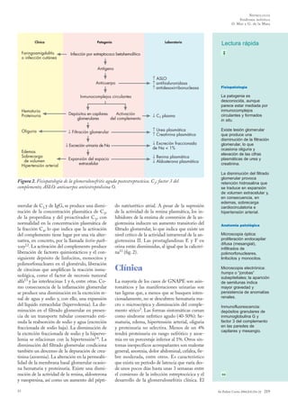 N EFROLO GÍA
Síndrome nefrítico
O. Mur y G. de la Mata

Clínica

Patogenia

Laboratorio

Faringoamigdalitis
o infección cutánea

Infección por estreptococo betahemolítico

Lectura rápida

Antígeno
Anticuerpo

↑ ASLO
↑ antihialuronidasa
↑ antidesoxirribonucleasa

Inmunocomplejos circulantes
Hematuria
Proteinuria

Edemas
Sobrecarga
de volumen
Hipertensión arterial

↓ C3 plasma

↓ Filtración glomerular

↑ Urea plasmática
↑ Creatinina plasmática

↓ Excreción urinaria de Na

Oliguria

Depósitos en capilares
Activación
glomerulares
del complemento

↓ Excreción fraccionada
de Na < 1%
↓ Renina plasmática
↓ Aldosterona plasmática

Expansión del espacio
extracelular

Figura 2. Fisiopatología de la glomerulonefritis aguda postestreptocócica. C3: factor 3 del
complemento; ASLO: anticuerpos antiestreptolisina O.

merular de C3 y de IgG, se produce una disminución de la concentración plasmática de C3,
de la properdina y del proactivador C3, con
normalidad en la concentración plasmática de
la fracción C4, lo que indica que la activación
del complemento tiene lugar por una vía alternativa, en concreto, por la llamada lectin-pathway12. La activación del complemento produce
liberación de factores quimiotácticos y el consiguiente depósito de linfocitos, monocitos y
polimorfonucleares en el glomérulo, liberación
de citocinas que amplifican la reacción inmunológica, como el factor de necrosis tumoral
alfa13 y las interleucinas 1 y 6, entre otras. Como consecuencia de la inflamación glomerular
se produce una disminución en la excreción renal de agua y sodio y, con ello, una expansión
del líquido extracelular (hipervolemia). La disminución en el filtrado glomerular en presencia de un transporte tubular conservado estimula la reabsorción de sodio y agua (excreción
fraccionada de sodio baja). La disminución de
la excreción fraccionada de sodio y la hipervolemia se relacionan con la hipertensión14. La
disminución del filtrado glomerular condiciona
también un descenso de la depuración de creatinina (azoemia). La alteración en la permeabilidad de la membrana basal glomerular ocasiona hematuria y proteinuria. Existe una disminución de la actividad de la renina, aldosterona
y vasopresina, así como un aumento del pépti31

do natriurético atrial. A pesar de la supresión
de la actividad de la renina plasmática, los inhibidores de la enzima de conversión de la angiotensina inducen un aumento transitorio del
filtrado glomerular, lo que indica que existe un
nivel crítico de la actividad intrarrenal de la angiotensina II. Las prostaglandinas E y F en
orina están disminuidas, al igual que la calicreína11 (fig. 2).

Clínica
La mayoría de los casos de GNAPE son asintomáticos y las manifestaciones urinarias son
tan ligeras que, a menos que se busquen intencionadamente, no se descubren: hematuria macro o microscópica y disminución del complemento sérico3. Las formas sintomáticas cursan
como síndrome nefrítico agudo (40-50%): hematuria, edema, hipertensión arterial, oliguria
y proteinuria no selectiva. Menos de un 4%
tendrá proteinuria en rango nefrótico y azoemia en un porcentaje inferior al 1%. Otros síntomas inespecíficos acompañantes son malestar
general, anorexia, dolor abdominal, cefalea, fiebre moderada, entre otros. Es característico
que exista un período de latencia que varía desde unos pocos días hasta unas 3 semanas entre
el comienzo de la infección estreptocócica y el
desarrollo de la glomerulonefritis clínica. El

Fisiopatología

La patogenia es
desconocida, aunque
parece estar mediada por
inmunocomplejos
circulantes y formados
in situ.
Existe lesión glomerular
que produce una
disminución de la filtración
glomerular, lo que
ocasiona oliguria y
elevación de las cifras
plasmáticas de urea y
creatinina.
La disminución del filtrado
glomerular provoca
retención hidrosalina que
se traduce en expansión
de volumen extracelular y,
en consecuencia, en
edemas, sobrecarga
cardiocirculatoria e
hipertensión arterial.
Anatomía patológica

Microscopia óptica:
proliferación endocapilar
difusa (mesangial),
infiltrados de
polimorfonucleares,
linfocitos y monocitos.
Microscopia electrónica:
humps o “jorobas”
subepiteliales; la aparición
de semilunas indica
mayor gravedad y
persistencia de anomalías
renales.
Inmunofluorescencia:
depósitos granulares de
inmunoglobulina G y
factor 3 del complemento
en las paredes de
capilares y mesangio.

An Pediatr Contin 2004;2(4):216-22

219

 