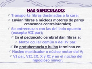 HAZ GENICULADO : Transporta fibras destinadas a la cara; Envían fibras a núcleos motores de pares craneanos contralaterales; Se  entrecruzan con las del lado opuesto (excepto VII par) ; En el  p edúnculo cerebral   dan fibras a: Motor ocular común y del IV par; En  p rotuberancia y bulbo  terminan en: Núcleo mast i cador o núcleo motor del V; VI par, VII, IX. X y XI y en el núcleo  del  hipogloso mayor. 