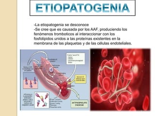 -La etiopatogenia se desconoce
-Se cree que es causada por los AAF, produciendo los
fenómenos tromboticos al interaccionar con los
fosfolipidos unidos a las proteínas existentes en la
membrana de las plaquetas y de las células endoteliales.
 