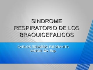SINDROME
RESPIRATORIO DE LOS
BRAQUICEFALICOS
CARLOS EDUARDO PIEDRAHITA
VADON. MV. Esp.

 