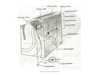 Jesús A. Custodio Marroquín
