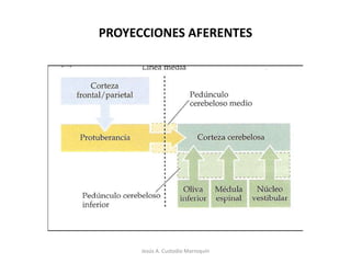 Cel. De PurkinjeCel. en cestaJesús A. Custodio Marroquín