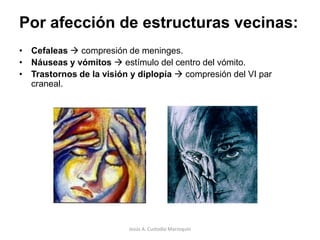 Participaría de procesos cognitivos.