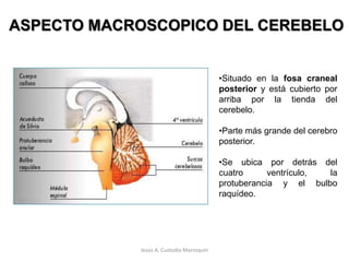 ASPECTO MACROSCOPICO DEL CEREBELOSituado en la fosa craneal posterior y está cubierto por arriba por la tienda del cerebelo.