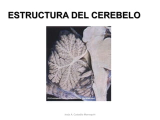 Unidos por un vermis mediano estrecho.Conectado con la cara posterior del tronco del encéfalo por Pedúnculos Cerebelosos: Superior