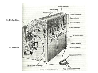 InferiorJesús A. Custodio Marroquín