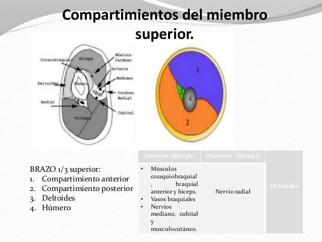 Medicina per aumento il membro quanto per