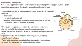 Fasciotomía de la pierna.
Con anestesia general se abren ampliamente los cuatro compartimentos para bajar la presión, se
inspecciona con atención el músculo y se des brida el tejido inviable.
La viabilidad muscular se confirma evaluando las «cuatro C» de viabilidad
muscular;
color (rosa)
contractilidad (presente)
consistencia (el músculo necrosado puede desprenderse con una
cucharilla cortante) y capacidad de sangrar.
El músculo con aspecto exterior sano debe explorarse en busca de
necrosis central. Debe extirparse todo el músculo necrosado.
Las heridas se dejan abiertas y se cubren con apósitos absorbentes o con
vacío.
El paciente vuelve al quirófano a las 48 horas para reevaluación y
desbridamiento adicional.
Puede realizarse un cierre gradual a lo largo de varias intervenciones
sucesivas o un cierre definitivo mediante injerto cutáneo
 