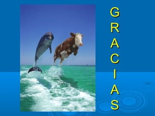 GG 
RR 
AA 
CCI 
IA 
A 
SS 
