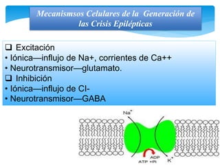 Mecanismsos Celulares de la Generación de
las Crisis Epilépticas
 Excitación
• Iónica—influjo de Na+, corrientes de Ca++
• Neurotransmisor—glutamato.
 Inhibición
• Iónica—influjo de CI-
• Neurotransmisor—GABA
 