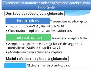 Glutamato: el neurotransmisor excitatorio cerebral más
importante
Transmision sinaptica rapida
ionotropicos
•Tres subtipos:AMPA , Kainato, NMDA
•Glutamato: acoplados a canales cationicos
Transmision sinaptica lenta
metabotropicos
•Acoplados a proteinas G, regulacion de segundos
mensajeros(AMPc y Fosfolipasa C)
•Modulacion de la actividad sinaptica
Glicina, sitios de piamina, zinc.
Dos tipos de receptores a glutamato
Modulación de receptores a glutamato
 