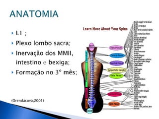 L1 ; Plexo lombo sacra; Inervação dos MMII, intestino  e  bexiga; Formação no 3º mês; (Orendácová,2001) 