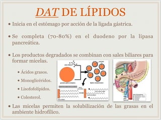 DAT DE LÍPIDOS
• Inicia en el estómago por acción de la ligada gástrica.
• Se completa (70-80%) en el duodeno por la lipasa
pancreática.
• Los productos degradados se combinan con sales biliares para
formar micelas.
• Ácidos grasos.
• Monoglicéridos.
• Lisofofolípidos.
• Colesterol.
• Las micelas permiten la solubilización de las grasas en el
ambiente hidrofílico.
 
