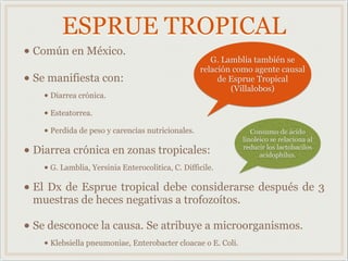 ESPRUE TROPICAL
• Común en México.
• Se manifiesta con:
• Diarrea crónica.
• Esteatorrea.
• Perdida de peso y carencias nutricionales.
• Diarrea crónica en zonas tropicales:
• G. Lamblia, Yersinia Enterocolitica, C. Difficile.
• El Dx de Esprue tropical debe considerarse después de 3
muestras de heces negativas a trofozoítos.
• Se desconoce la causa. Se atribuye a microorganismos.
• Klebsiella pneumoniae, Enterobacter cloacae o E. Coli.
G. Lamblia también se
relación como agente causal
de Esprue Tropical
(Villalobos)
Consumo de ácido
linoleico se relaciona al
reducir los lactobacilos
acidophilus.
 