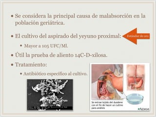 • Se considera la principal causa de malabsorción en la
población geriátrica.
• El cultivo del aspirado del yeyuno proximal:
• Mayor a 105 UFC/Ml.
• Útil la prueba de aliento 14C-D-xilosa.
• Tratamiento:
• Antibiótico específico al cultivo.
Estándar de oro
 