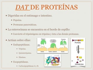 DAT DE PROTEÍNAS
• Digeridas en el estómago e intestino.
• Pepsina.
• Proteasas pancreáticas.
• La enterocinasa se encuentra en el borde de cepillo:
• Convierte el tripsinógeno en tripsina y ésta a las demás proteasas.
• Actúan sobre ellas:
• Endopeptidasas.
• Tripsina.
• Quimiotripsina.
• Elastasa.
• Exopeptidasas.
• Carboxipeptidasas A y B.
 