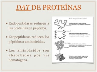 DAT DE PROTEÍNAS
• Endopeptidasas reducen a
las proteínas en péptidos.
• Exopeptidasas reducen los
péptidos a aminoàcidos.
• Los aminoácidos son
a b s o r b i d o s p o r v í a
hematógena.
 