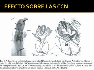 EFECTO SOBRE LAS CCN