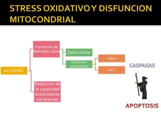 STRESS OXIDATIVO Y DISFUNCION MITOCONDRIALCASPASASAPOPTOSIS