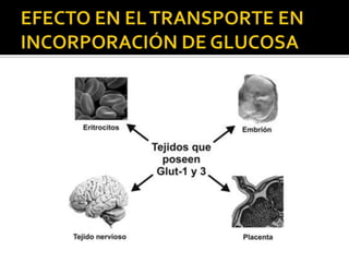 EFECTO EN EL TRANSPORTE EN INCORPORACIÓN DE GLUCOSA
