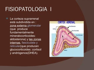 FISIOPATOLOGIA I
   La corteza suprarrenal
    está subdividida en :
    zona externa glomerular
    (que produce
    fundamentalmente
    mineralocorticoides:
    aldosterona) y las zonas
    internas, fasciculata y
    reticular(que producen
    glucocorticoides :cortisol
    y andrógenos(DHEA).
 