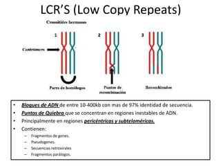 LCR’S (Low Copy Repeats)




•   Bloques de ADN de entre 10-400kb con mas de 97% identidad de secuencia.
•   Puntos de Quiebra que se concentran en regiones inestables de ADN.
•   Principalmente en regiones pericéntricas y subteloméricas.
•   Contienen:
     –   Fragmentos de genes.
     –   Pseudogenes.
     –   Secuencias retrovirales
     –   Fragmentos parálogos.
 
