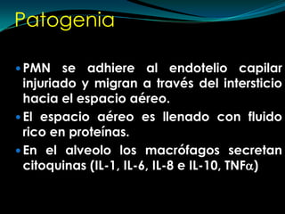 Patogenia PMN se adhiere al endotelio capilar injuriado y migran a través del intersticio hacia el espacio aéreo.El espacio aéreo es llenado con fluido rico en proteínas. En el alveolo los macrófagos secretan citoquinas (IL-1, IL-6, IL-8 e IL-10, TNF)