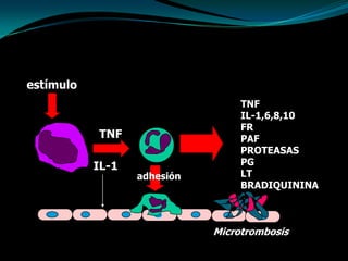 estímuloTNFIL-1,6,8,10FRPAFPROTEASASPGLTBRADIQUININATNFIL-1adhesiónMicrotrombosis