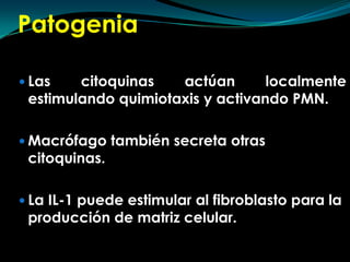 PatogeniaLas citoquinas actúan localmente estimulando quimiotaxisy activando PMN.Macrófago también secreta otras citoquinas.La IL-1 puede estimular al fibroblasto para la producción de matriz celular. 