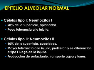 EPITELIO ALVEOLAR NORMALCélulas tipo I: Neumocitos I90% de la superficie, aplanadas.Poca tolerancia a la injuria.Células tipo II: Neumocitos II10% de la superficie, cuboideas.Mayor tolerancia a la injuria, proliferan y se diferencian a tipo I luego de la injuria.Producción de surfactante, transporte agua y iones.