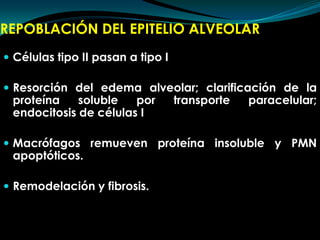 REPOBLACIÓN DEL EPITELIO ALVEOLARCélulas tipo II pasan a tipo IResorción del edema alveolar; clarificación de la proteína soluble por transporte paracelular; endocitosis de células IMacrófagos remueven proteína insoluble y PMN apoptóticos.Remodelación y fibrosis. 