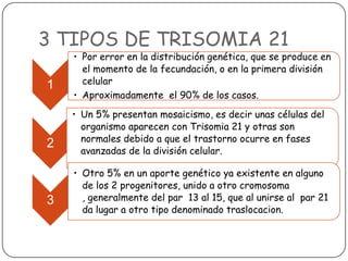 3 TIPOS DE TRISOMIA 21
    • Por error en la distribución genética, que se produce en
      el momento de la fecundación, o en la primera división
1     celular
    • Aproximadamente el 90% de los casos.
    • Un 5% presentan mosaicismo, es decir unas células del
      organismo aparecen con Trisomia 21 y otras son
      normales debido a que el trastorno ocurre en fases
2
      avanzadas de la división celular.

    • Otro 5% en un aporte genético ya existente en alguno
      de los 2 progenitores, unido a otro cromosoma
3     , generalmente del par 13 al 15, que al unirse al par 21
      da lugar a otro tipo denominado traslocacion.
 